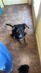 Lost Female Dog last seen Bluebonnet ln, Austin, TX 78704
