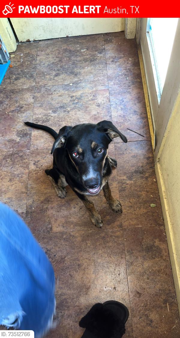 Lost Female Dog last seen Bluebonnet ln, Austin, TX 78704