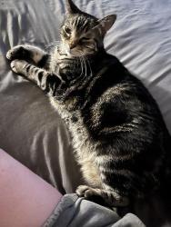 Lost Male Cat last seen Spring Mountain and Fort Apache, Las Vegas, NV 89147