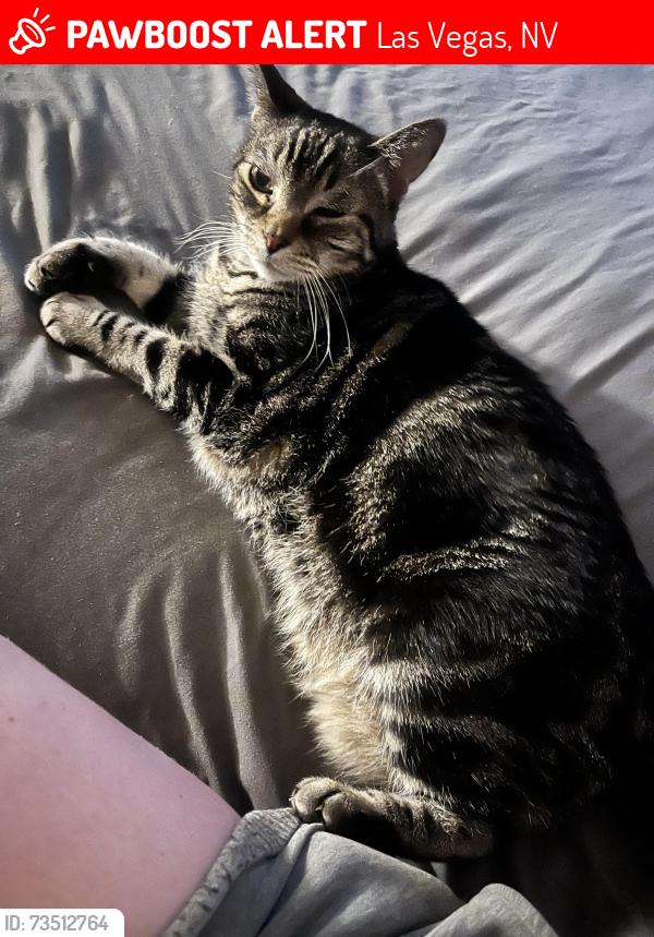 Lost Male Cat last seen Spring Mountain and Fort Apache, Las Vegas, NV 89147