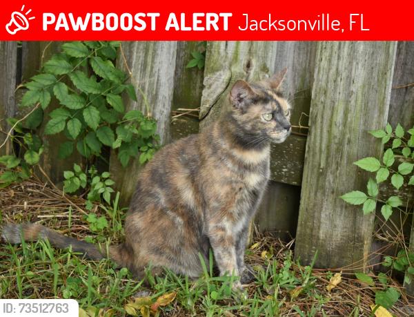 Lost Female Cat last seen 55th st, Jacksonville, FL 32208