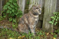 Lost Female Cat last seen 55th st, Jacksonville, FL 32208