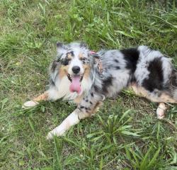 Reunited Male Dog last seen Howard Ave, New Haven, CT 06519