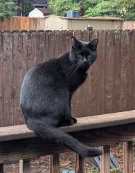 Lost Male Cat last seen Robious Road, Bon Air, VA 23235