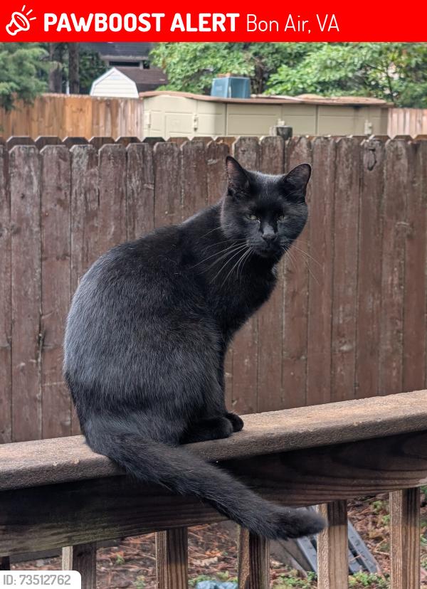 Lost Male Cat last seen Robious Road, Bon Air, VA 23235