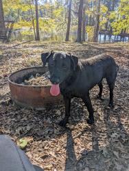 Lost Male Dog last seen Nursery Hwy., Saint Martinville, LA 70582