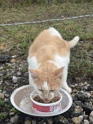 Found/Stray Unknown Cat last seen Post Rd, Oklahoma County, OK 73013