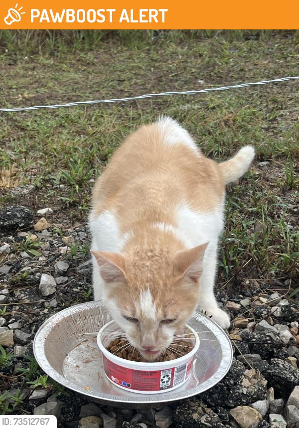 Found/Stray Unknown Cat last seen Post Rd, Oklahoma County, OK 73013
