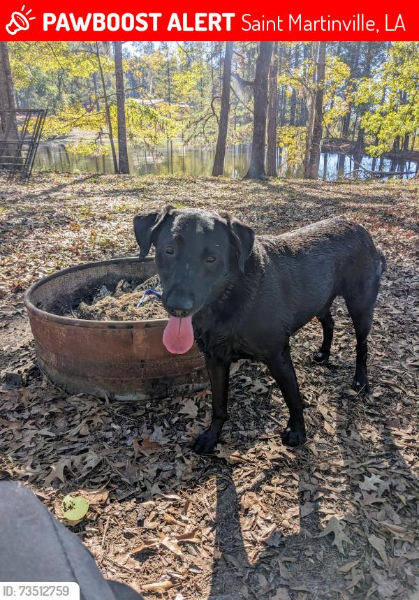 Lost Male Dog last seen Nursery Hwy., Saint Martinville, LA 70582