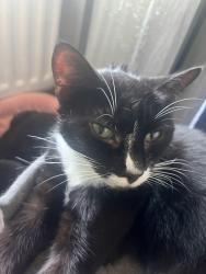 Lost Female Cat last seen eastfield grove, Wolverhampton, England 