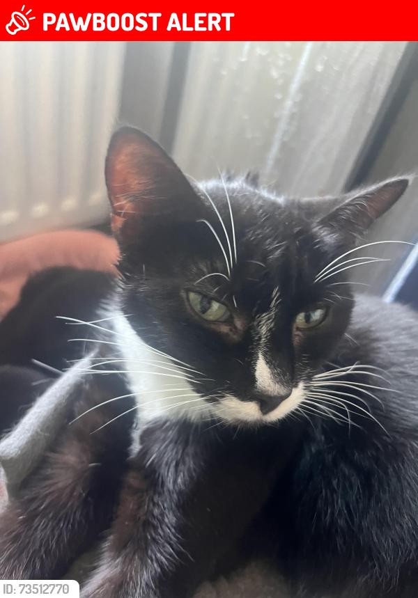 Lost Female Cat last seen eastfield grove, Wolverhampton, England 