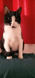 Lost Female Cat last seen Rua Divinésia 10 Catiri Rj, Rio Pequeno, SP 05386-230