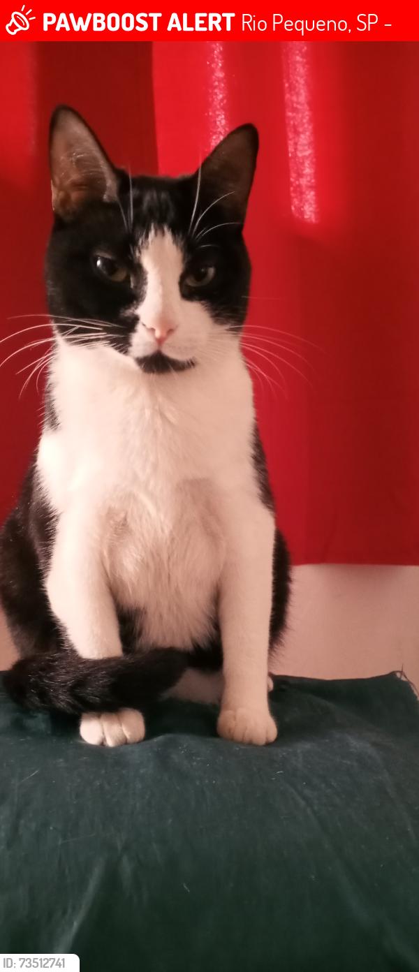 Lost Female Cat last seen Rua Divinésia 10 Catiri Rj, Rio Pequeno, SP 05386-230