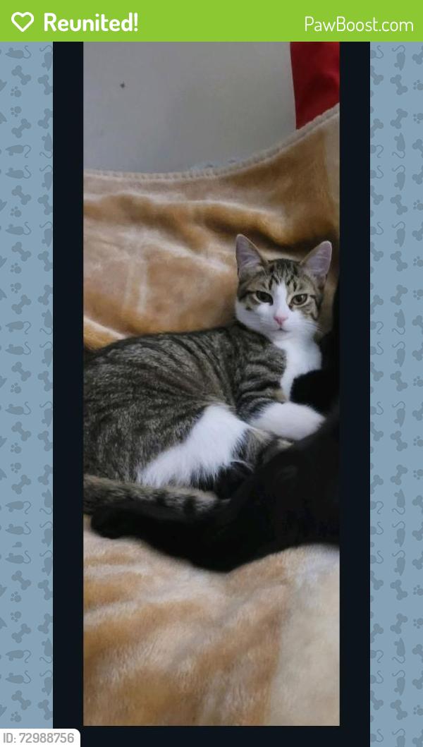 Reunited Male Cat last seen 104th south Ave G, Chicago il 60617, Chicago, IL 60617