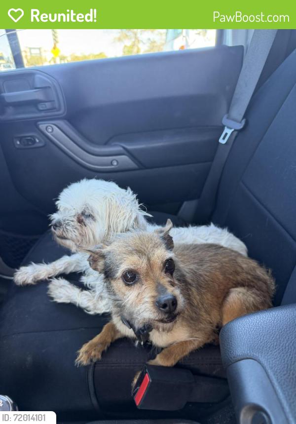 Reunited Female Dog last seen alvin and Boyle ct, Salinas, CA 93906