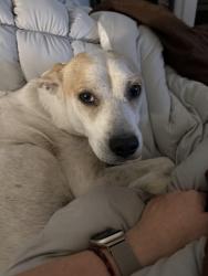 Reunited Male Dog last seen South River School Rd and Collier Rd, Wade, NC 28395
