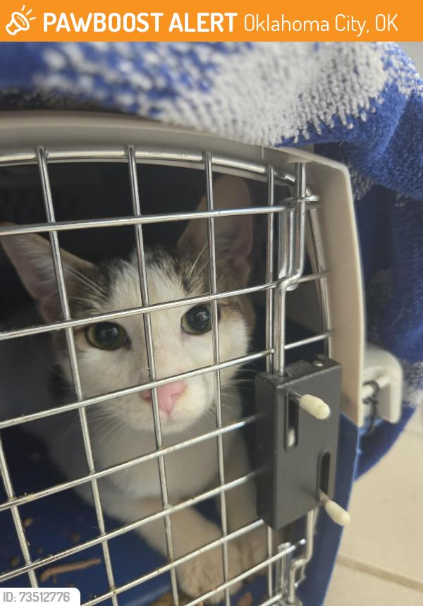 Found/Stray Male Cat last seen Stanley Hupfeld Academy, Oklahoma City, OK 73114
