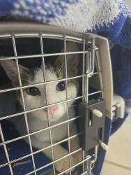 Found/Stray Male Cat last seen Stanley Hupfeld Academy, Oklahoma City, OK 73114