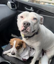 Reunited Female Dog last seen Kingsway Rd, Brandon, FL, USA, Brandon, FL 33510