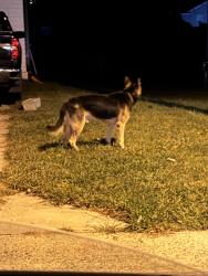 Found/Stray Unknown Dog last seen Roaming down farmfield toward buttermere, Charlotte, NC 28213