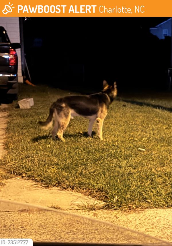 Found/Stray Unknown Dog last seen Roaming down farmfield toward buttermere, Charlotte, NC 28213