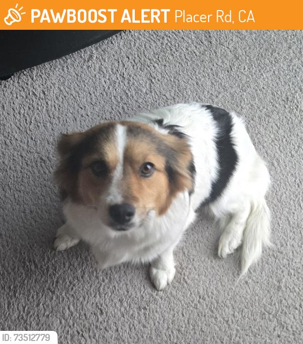 Found/Stray Female Dog last seen Placer Rd and Riosa Rd, Placer Rd, CA 95648