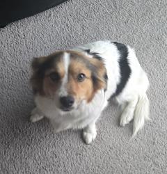 Found/Stray Female Dog last seen Placer Rd and Riosa Rd, Placer Rd, CA 95648