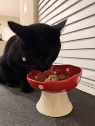 Reunited Male Cat last seen Cantwell, Gainesville, VA 20155