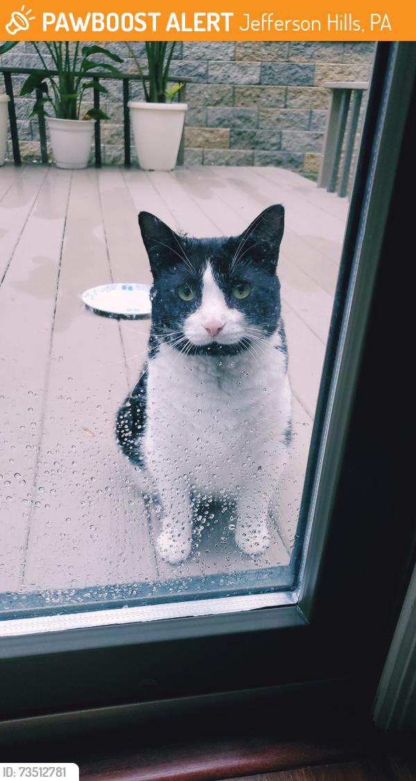 Found/Stray Unknown Cat last seen Gill Hall Road, Jefferson Hills, PA 15025