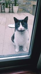 Found/Stray Unknown Cat last seen Gill Hall Road, Jefferson Hills, PA 15025