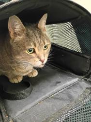 Reunited Female Cat last seen Dayton United Methodist Church, Dayton, VA 22821