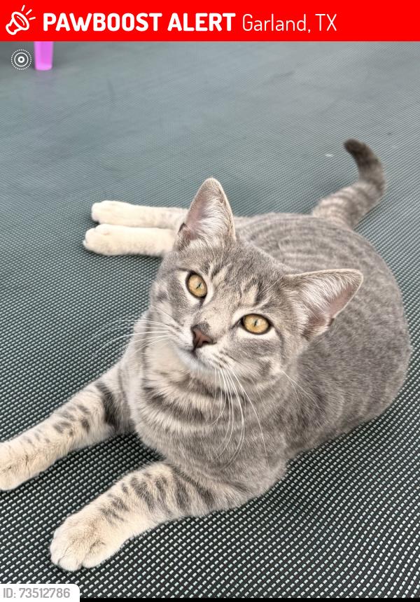 Lost Male Cat last seen Garland Tx, Garland, TX 75043