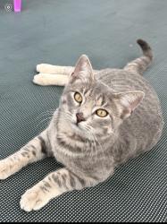 Lost Male Cat last seen Garland Tx, Garland, TX 75043