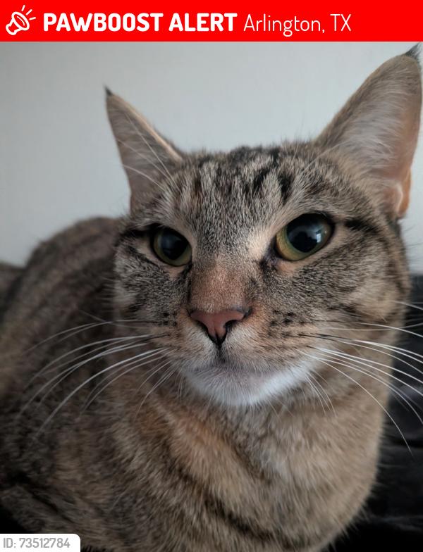 Lost Female Cat last seen North east green oaks near a KFC, Arlington, TX 76017