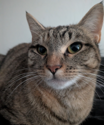 Lost Female Cat last seen North east green oaks near a KFC, Arlington, TX 76017