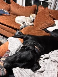 Reunited Male Dog last seen South River School Rd and Collier Rd, Wade, NC 28395