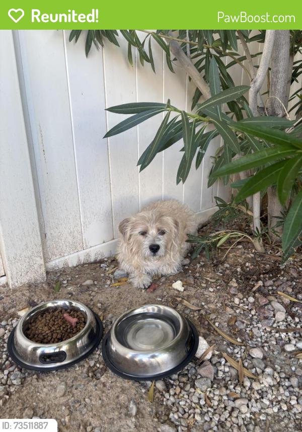 Reunited Unknown Dog last seen Farm and Tule Springs, Las Vegas, NV 89131