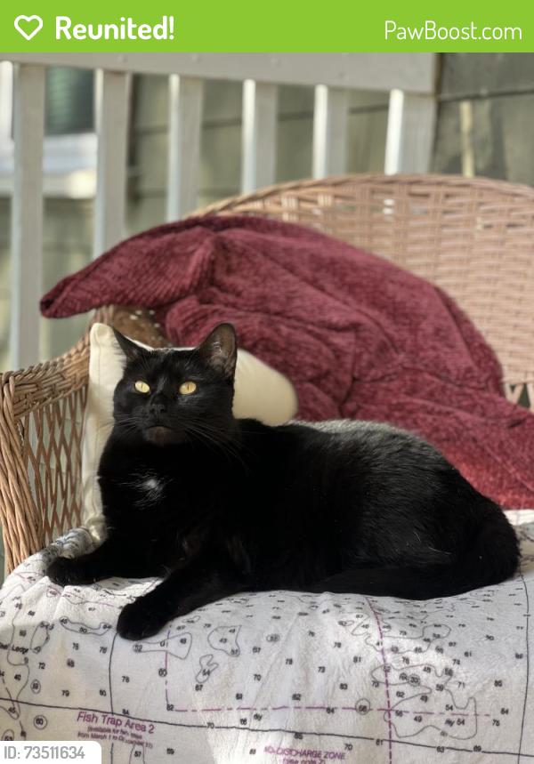 Reunited Female Cat last seen Kenneth St West Roxbury, Boston, MA 02132