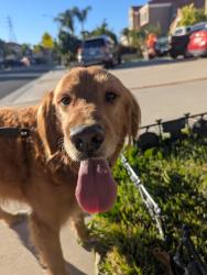 Reunited Male Dog last seen Reche Canyon elementary, Colton, CA 92324