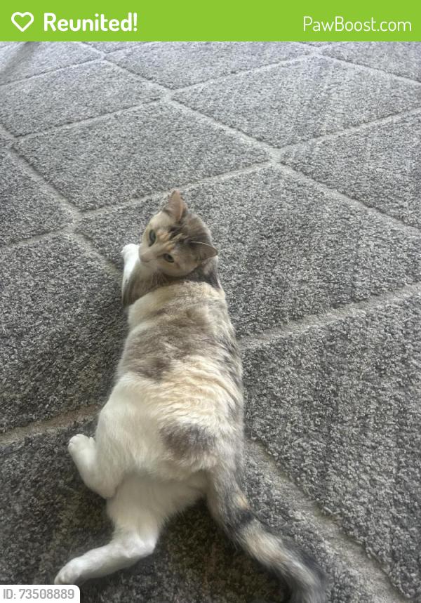 Reunited Female Cat last seen Hillside challet, League City, TX 77573