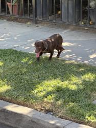 Found/Stray Male Dog last seen Towne/Palomares, Pomona, CA 91767