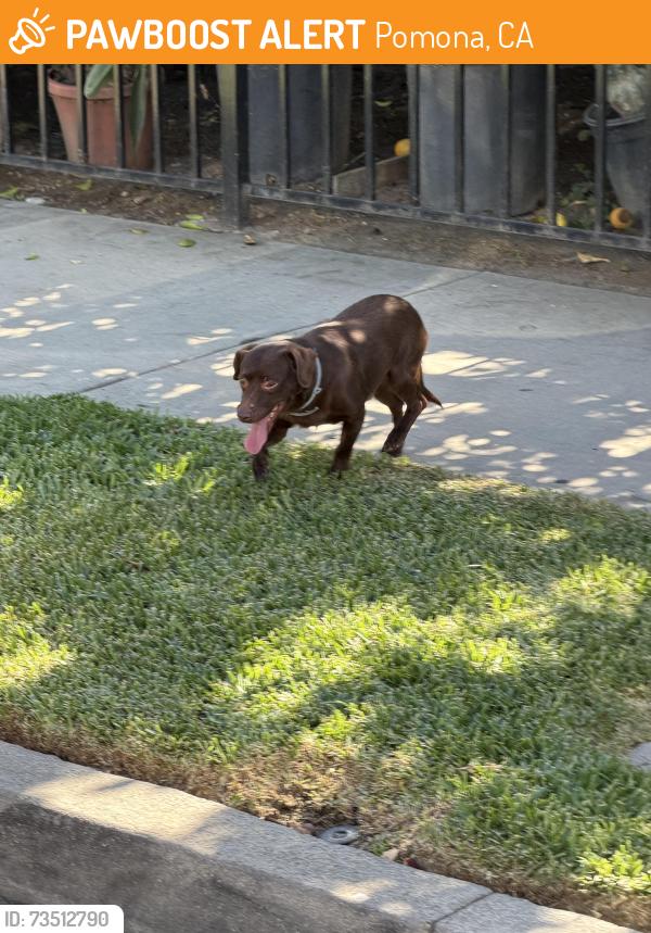 Found/Stray Male Dog last seen Towne/Palomares, Pomona, CA 91767