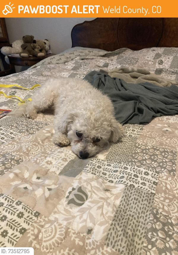 Found/Stray Male Dog last seen North Shenandoah street, Greeley, Weld County, CO 80634