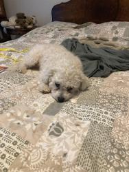 Found/Stray Male Dog last seen North Shenandoah street, Greeley, Weld County, CO 80634