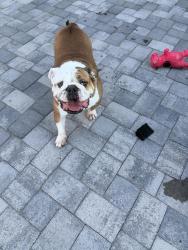 Found/Stray Male Dog last seen 60th street and Waltann lane, Scottsdale, AZ 85254