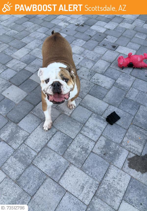 Found/Stray Male Dog last seen 60th street and Waltann lane, Scottsdale, AZ 85254