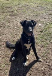 Lost Male Dog last seen Lives in county Rd 38, near county Rd 87 & Greenwood Church Rd, Summerdale, AL 36580