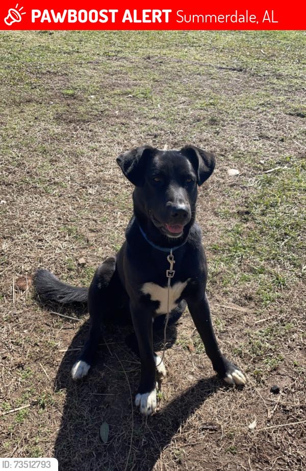 Lost Male Dog last seen Lives in county Rd 38, near county Rd 87 & Greenwood Church Rd, Summerdale, AL 36580