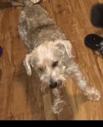 Reunited Male Dog last seen Anderson st, Greenville, SC 29611