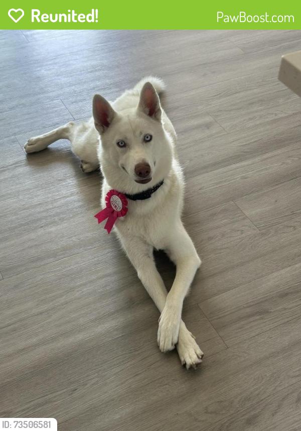 Reunited Female Dog last seen Washington street, Ogden, UT 84401